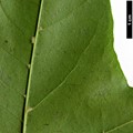 SpeciesSub: subsp. sinicum SpeciesSub: subsp. sinicum